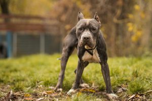 Amstaff, zdjęcie adopcyjne na wybiegu Schroniska na Paluchu