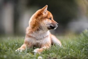 Shiba Inu na trawie
