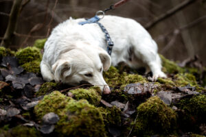 Pies leżący na omszałych kamieniach
