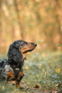 20241012122145 Dsc08550 Edit