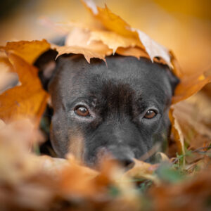 20241028170220 Dsc00394