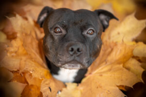 20241028170544 Dsc00464