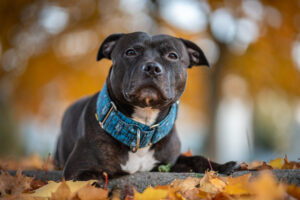 20241028170822 Dsc00511